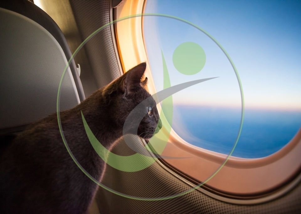 حمل حیوانات در هواپیما چه شرایط و قوانینی دارد؟